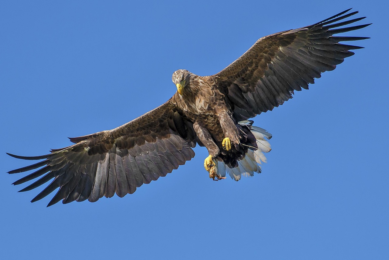 A white-tailed eagle in flight against a blue sky, the emblem of our business