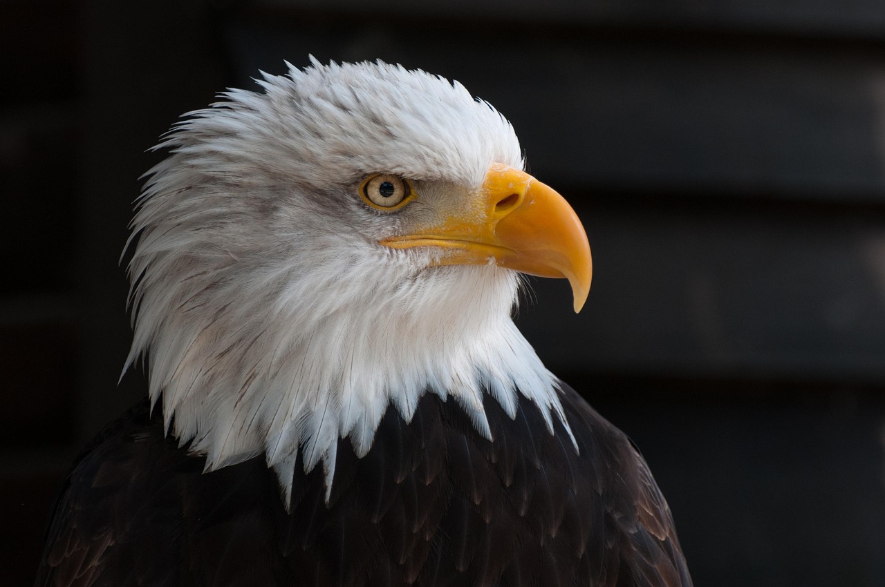 Close-up portrait of an eagle, the emblem of 3DT Royal Eagle Properties